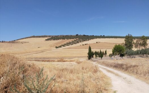 Parcela en Paraje Gandía