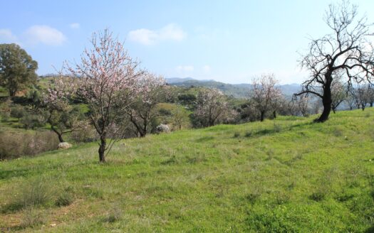 Finca en carretera de Almogía (Málaga)
