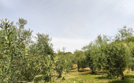 Finca rústica con vivienda en la Estación de Archidona
